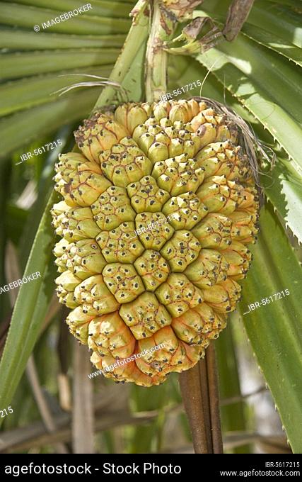 Fragrant Screwpine (Pandanus odoratissimus) close-up of fruit, Honda Bay, Palawan Island, Philippines, Asia