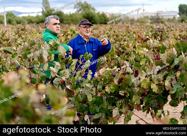 Male farmers standing amidst grape farm