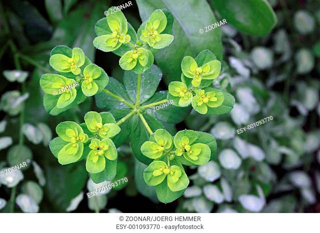Sun Spurge, Euphorbia helioscopia