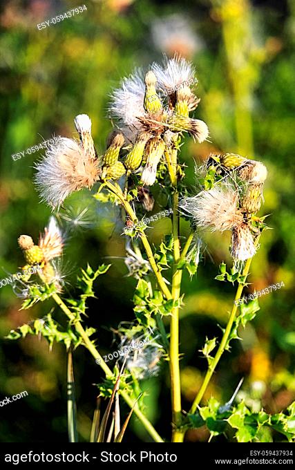 Closeup of fluffy canada thistle heads on a green background