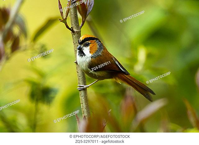 Black-throated parrotbill, Suthora nipalensis, Eastern Himalayan Birds, Lava, India