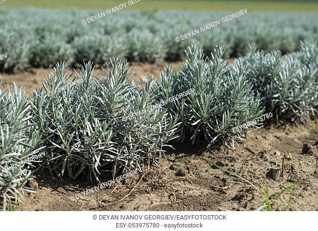 Lavandula small green plants. Newly planted lavandula. Industrialy growing lavender in rows. Small green bushes