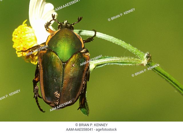 Green June Beetle / June Bug (Cotinus nitida) on Spanish Needles Flower, Florida