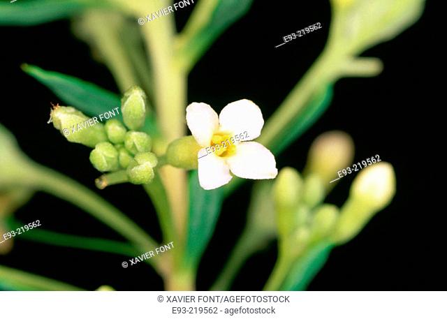 Spurge flax (Daphne gnidium)