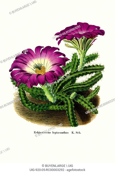 Echinocereus Leptacanthus K. Sch