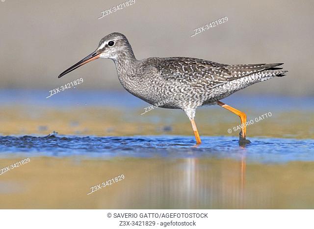 Spotted Redshank (Tringa erythropus), side view of a juvenile standing in the water, Campania, Italy