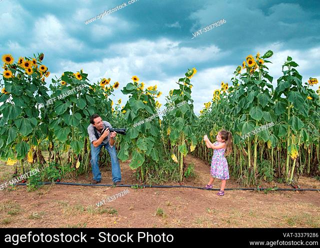 A father and daughter have fun taking pictures of each other in a sunflower field