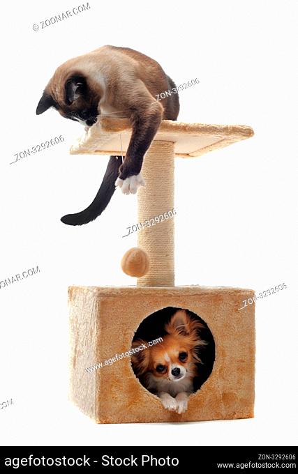 purebred chihuahua and siamese cat on a scratching post