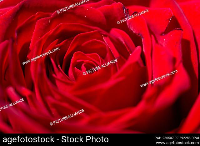 SYMBOL - 01 May 2023, Poland, Ostrowo: A red rose is for sale in a flower store. Mother's Day this year falls on May 14. Photo: Fernando Gutierrez-Juarez/dpa