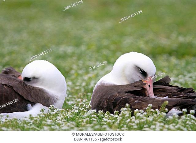 Laysan Albatross (Phoebastria immutabilis), Sand Island, Midway Atoll National Wildlife Refuge, Hawaii, USA
