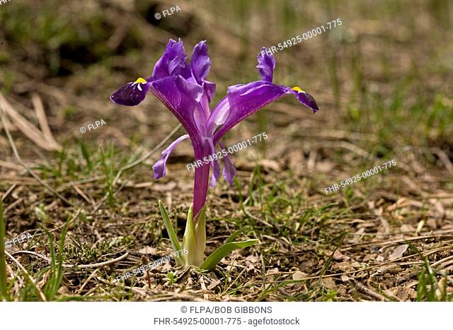 Dwarf Iris Iris galatica flowering, Taurus Mountains, Anatolia, Southern Turkey