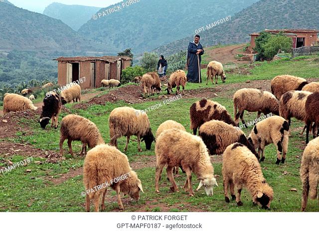 BERBER SHEPHERDS WITH THEIR FLOCK, TERRES D'AMANAR, TAHANAOUTE, AL HAOUZ, MOROCCO