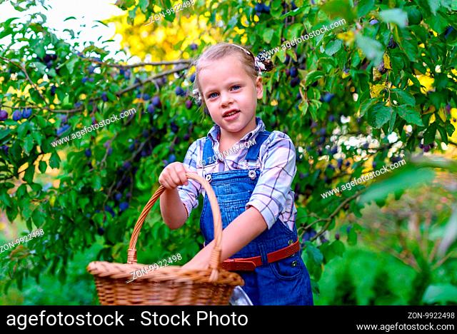 Girl with basket full of plums in the garden - concept of vegetarian, horticulture, freshness, refreshment, foliage, daylight, autumn harvesting, nutrition