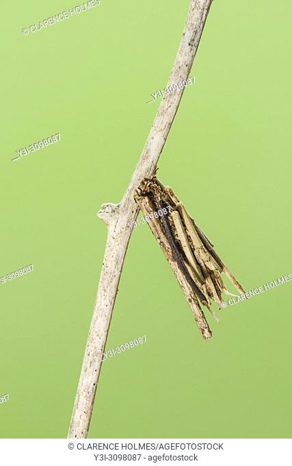 A Bagworm Moth (Psychidae) larval case hangs from vegetation. Larvae (bagworms) construct the cases around themselves from twigs and plant debris