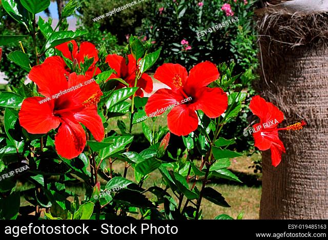 Hibiscus and palm