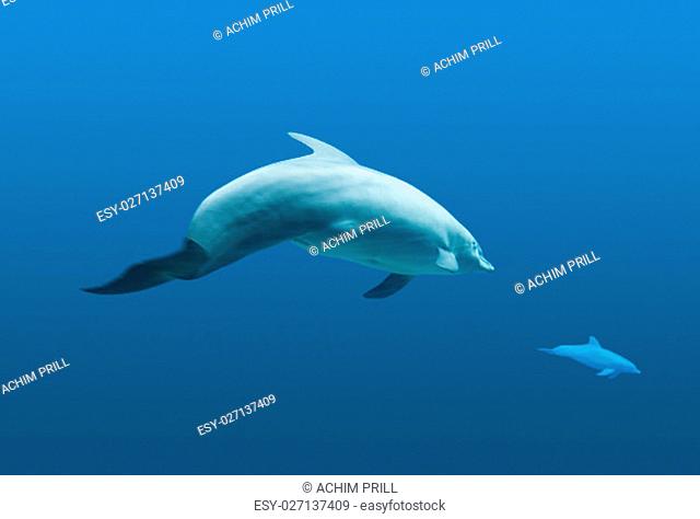 underwater scenery showing two common bottlenose dolphins in blue water ambiance