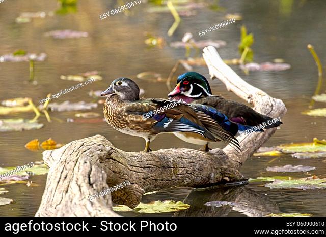 A female wood duck standing next to her mate stretches out her wings in north Idaho