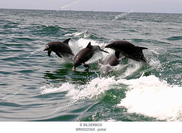 jumping dolphins at sea