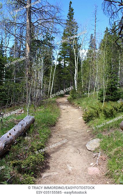 A dirt path in a forest on the Wild Basin Trail in the Rocky Mountain National Park, Colorado, USA