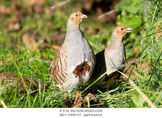 Grey Partridge (Perdix perdix). pair - Bas Rhin - France
