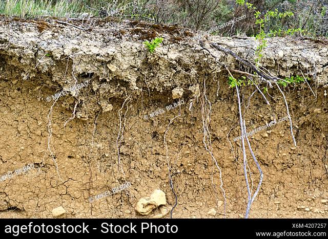 Cutaway with layers of a fertile soil with roots and trunks. Yesa reservoir. Aragon, Spain, Europe