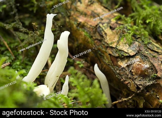 Wrinkled Club Fungus (Clavulina rugosa), or Wrinkled Coral Fungus, on the floor of a coniferous woodland the Mendip Hills Somerset, England