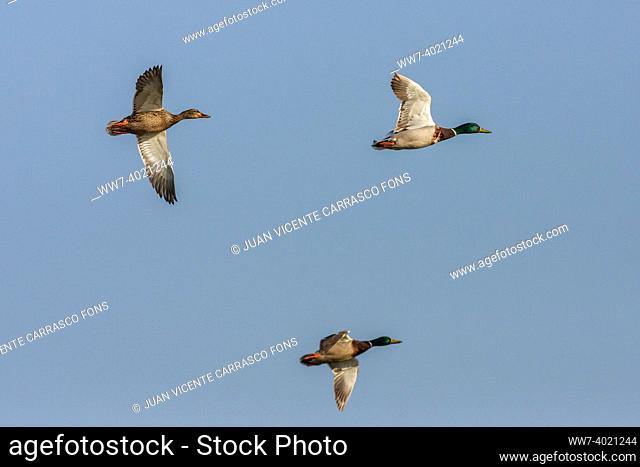 Three Mallards, Anas platyrhynchos, flying, Spain