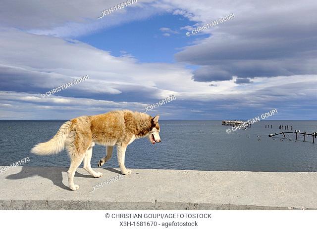 dog walking on the parapet of the sea wall on the edge of the Strait of Magellan, Punta Arenas, Strait of Magellan, Peninsula of Brunswick, Chile, South America