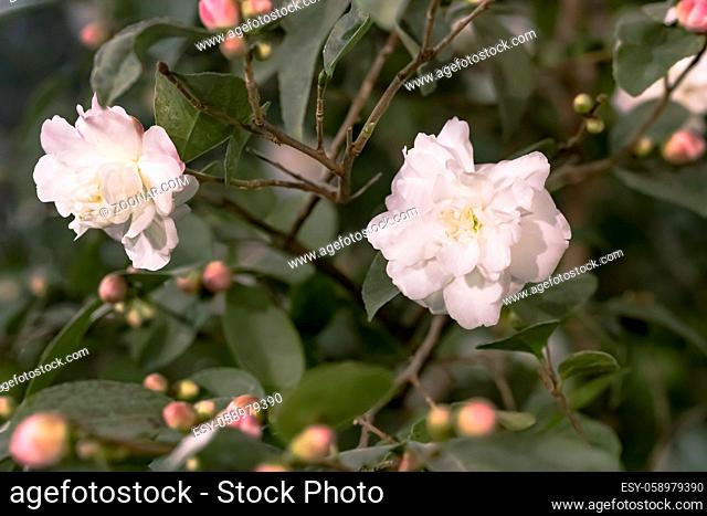 Weisse Kamelie japonica x C.lutchuensis 'Cinnamon Cindy'