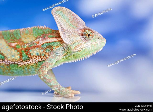Green chameleon, lizard on sky background