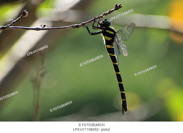 Golden-ringed dragonfly on tree branch