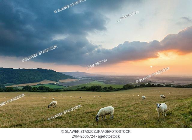 Sheep in South Downs National Park near Brighton, West Sussex, England. Summer evening