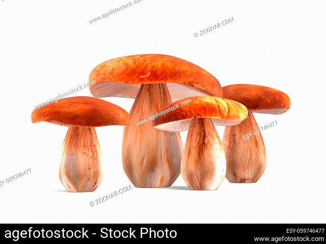 ceps isolated on white background 3d render