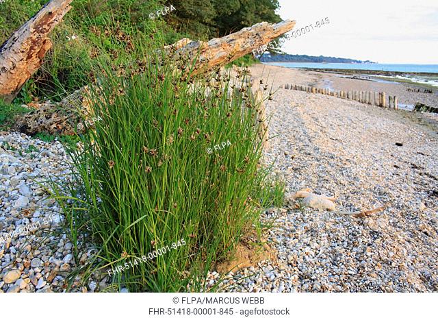 Sea Club-rush Bolboschoenus maritimus flowering, growing on pebbles at edge of beach at dawn, Bembridge, Isle of Wight, England, june