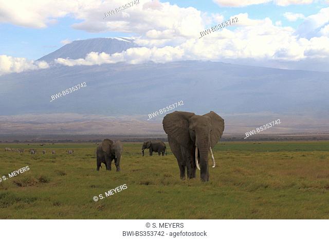 African elephant (Loxodonta africana), herd of elephants in front of Kilimanjaro, Kenya, Amboseli National Park