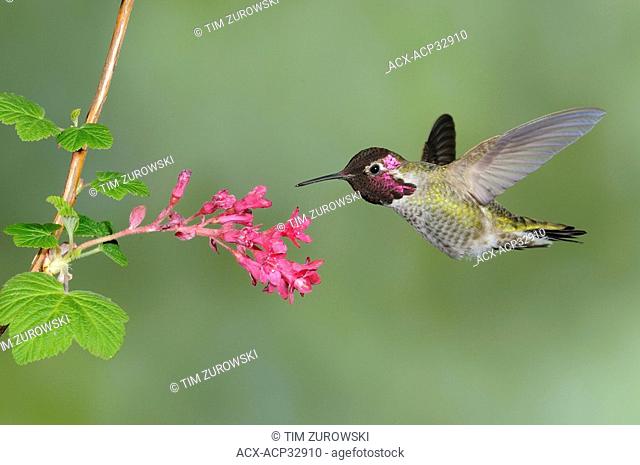 Male Anna's Hummingbird Calypte anna feeding on the nectar of a flower