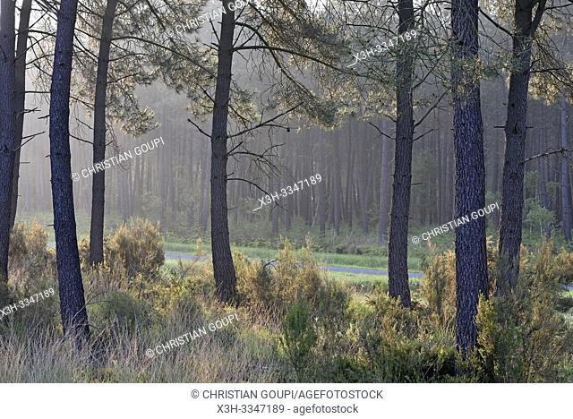 brume matinale dans une pinede du Parc naturel regional Loire Anjou Touraine, environs de Langeais, departement Indre-et-Loire, region Centre-Val de Loire