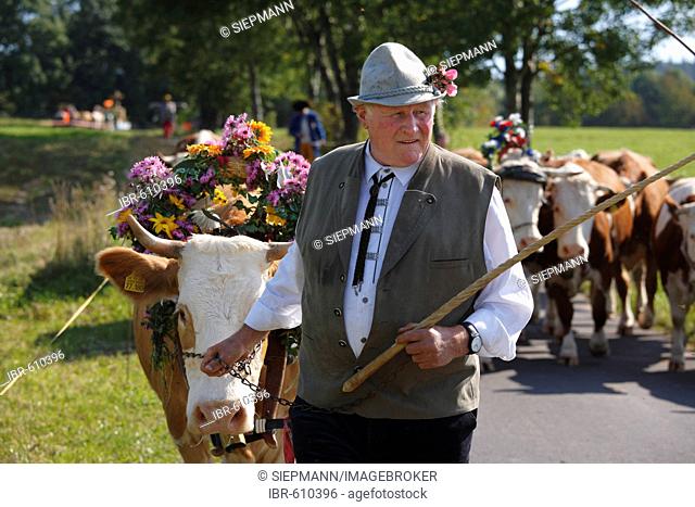 Viehabtrieb festival [ceremonial driving down of cattle from the mountain pastures into the valley in autumn] in Simmershausen, Rhoen, Hesse, Germany