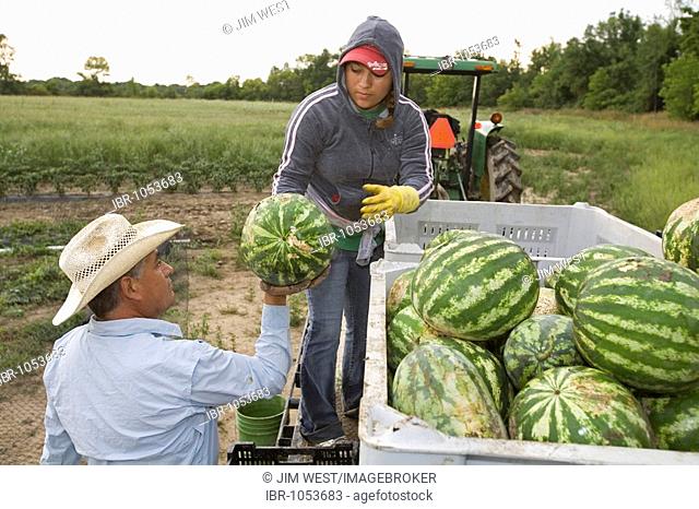 Mexican-Americans picking watermelons at an organic family farm near Detroit, Yale, Michigan, USA