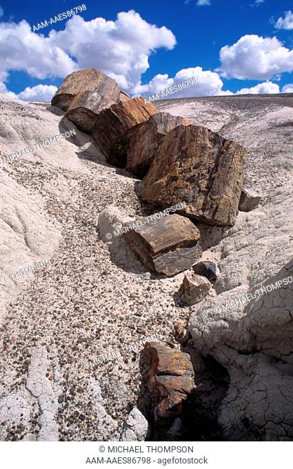 Petrified Forest NP, AZ: Multi colored petrified Logs by Trails through Crystal Forest