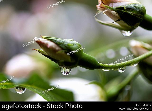Close up fresh raindrops on rosebuds