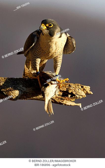 Peregrine Falcon (Falco peregrinus) sits on a branch with his prey, a dead Tree Pipit (Anthus trivialis), Germany