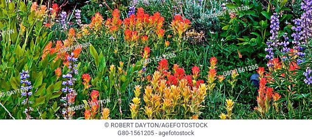 Summer wildflowers in the Eldorado National Forest, California