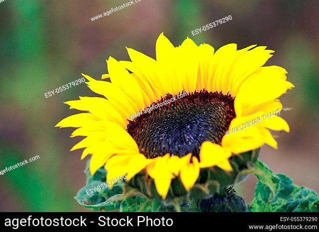 beautiful sunflower on daytime, organic agriculture in countryside plantation