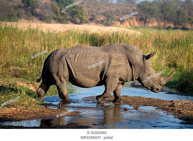 Rhinoceros (Ceratotherium simum) in savanna, Kruger National Park, South-Africa, Africa