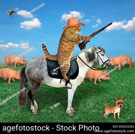 The beige cat in a cowboy hat with his dog grazes a herd of pigs on the farm. He has a rifle