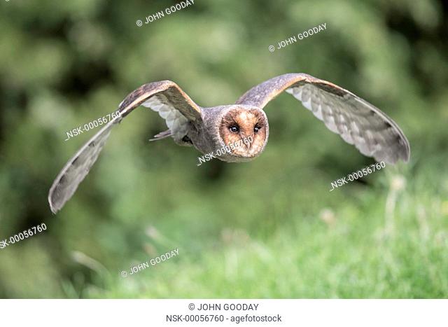 Barn Owl (Tyto alba) dark form in flight, England, Hertfordshire, Lee Valley