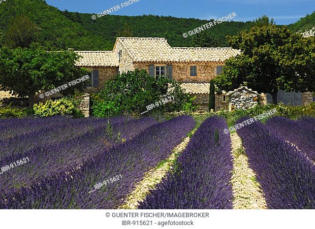 Rows of Common Lavender (Lavandula angustifolia), Provence, France, Europe