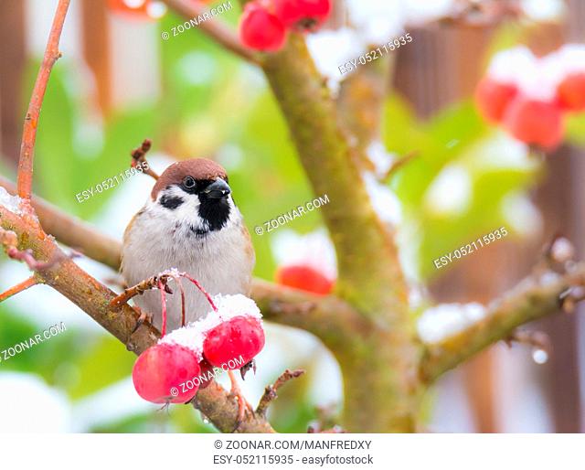 Eurasian tree sparrow sitting in a snow covered apple tree