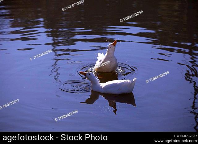 Two snow geese (Chen caerulescens) swimming across a waterway